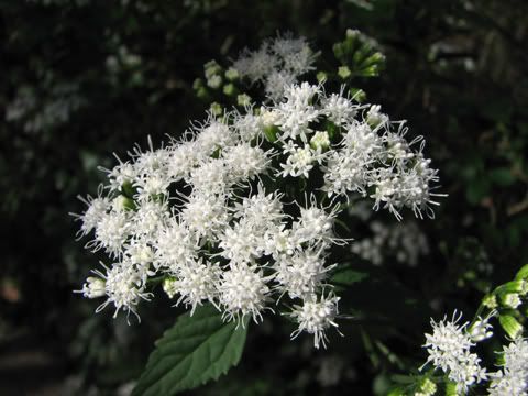 snakeroot species urban plants